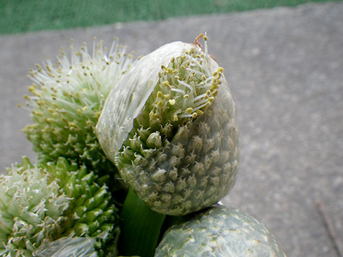 f:id:Naturalhistory:20200509140125j:plain