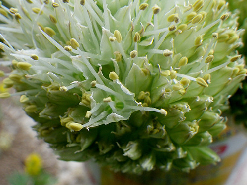 f:id:Naturalhistory:20200509140304j:plain
