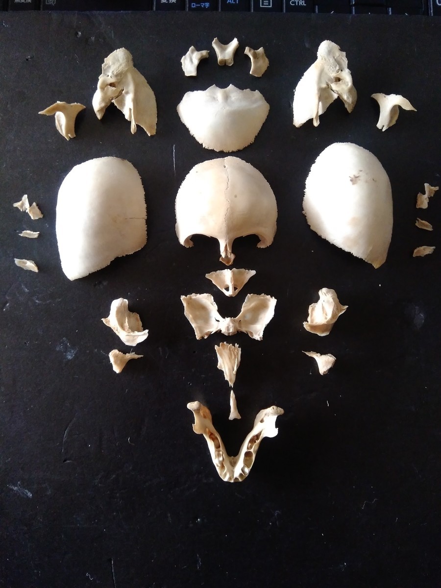 f:id:Naturalhistory:20200510163630j:plain
