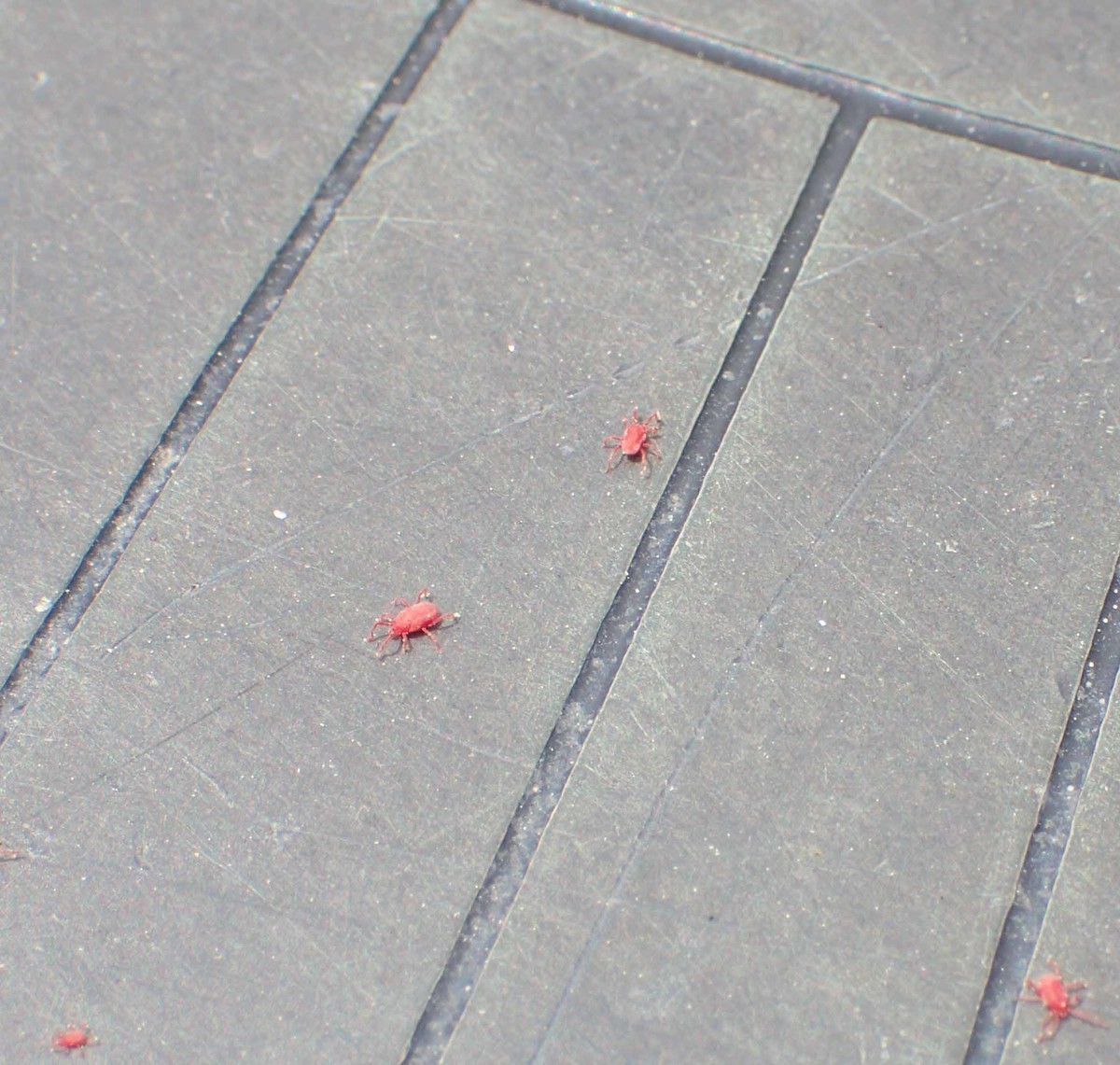 f:id:Naturalhistory:20200522112544j:plain