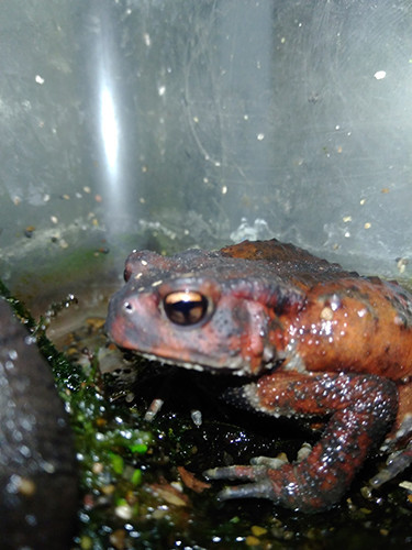 f:id:Naturalhistory:20200526162254j:plain