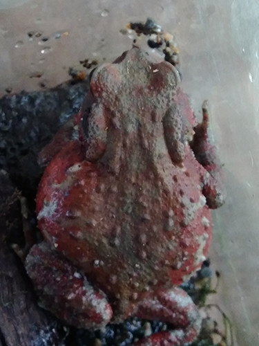 f:id:Naturalhistory:20200526162306j:plain