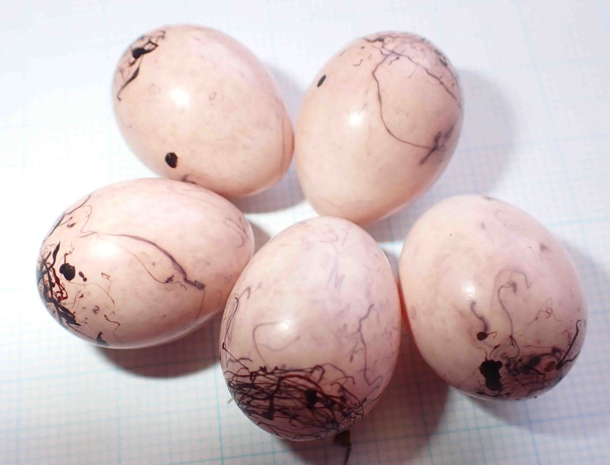 f:id:Naturalhistory:20200528122236j:plain