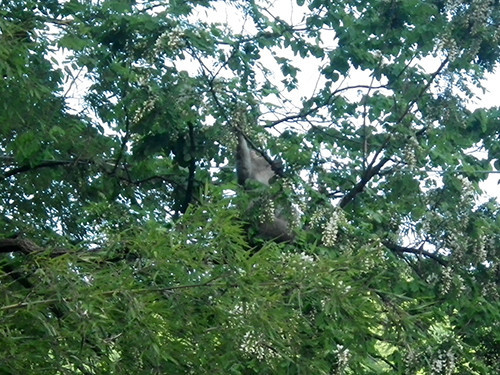 f:id:Naturalhistory:20200528165414j:plain f:id:Naturalhistory:20200528165414j:plain