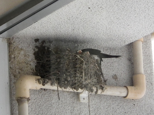 f:id:Naturalhistory:20200530104946j:plain f:id:Naturalhistory:20200530104946j:plain