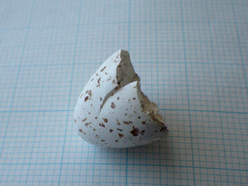 f:id:Naturalhistory:20200530120953j:plain f:id:Naturalhistory:20200530120953j:plain