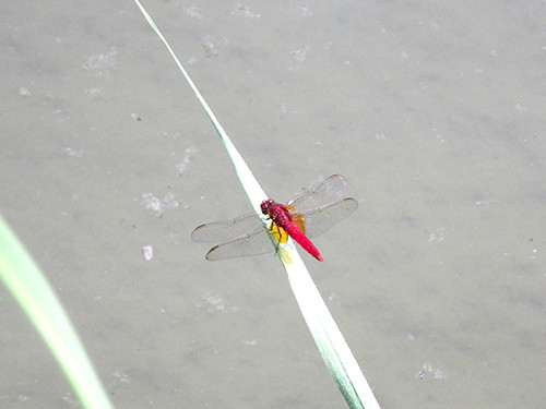 f:id:Naturalhistory:20200604125143j:plain