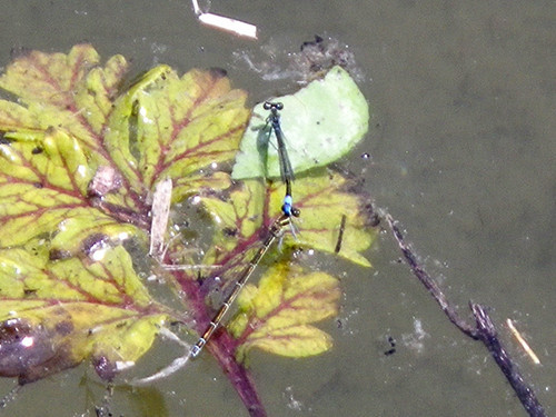 f:id:Naturalhistory:20200604125731j:plain