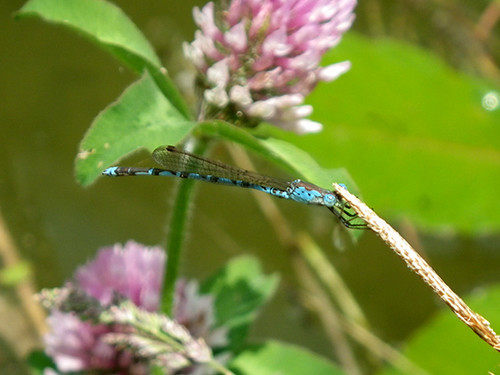 f:id:Naturalhistory:20200604130222j:plain