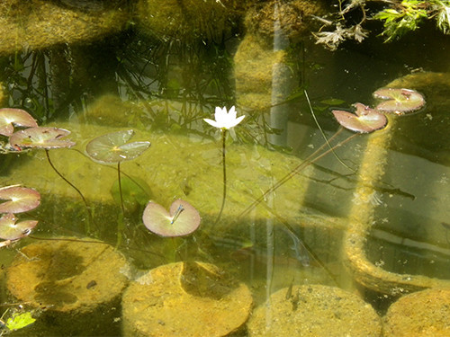 f:id:Naturalhistory:20200604130601j:plain