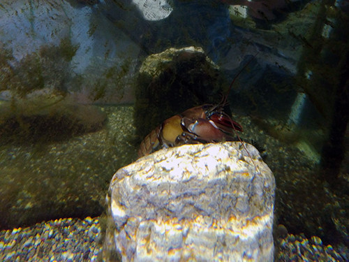 f:id:Naturalhistory:20200607161256j:plain