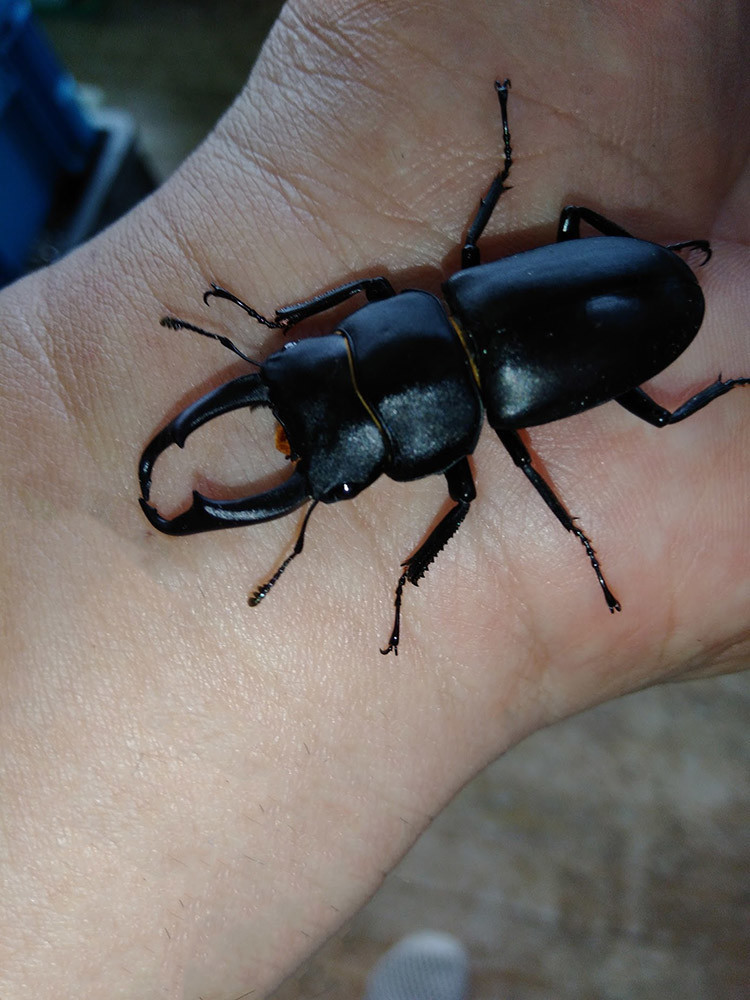 f:id:Naturalhistory:20200612160303j:plain