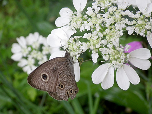 f:id:Naturalhistory:20200613151921j:plain