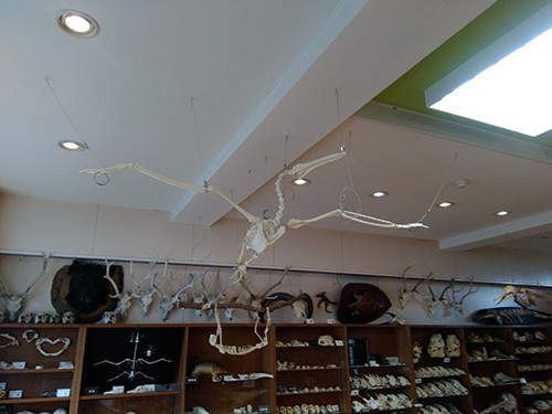 f:id:Naturalhistory:20200614153242j:plain