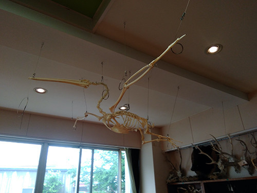 f:id:Naturalhistory:20200614153254j:plain