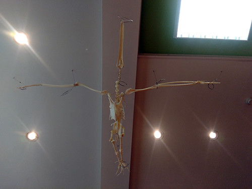 f:id:Naturalhistory:20200614153314j:plain