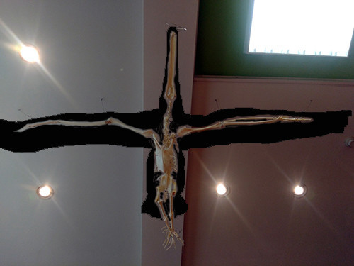 f:id:Naturalhistory:20200614160123j:plain