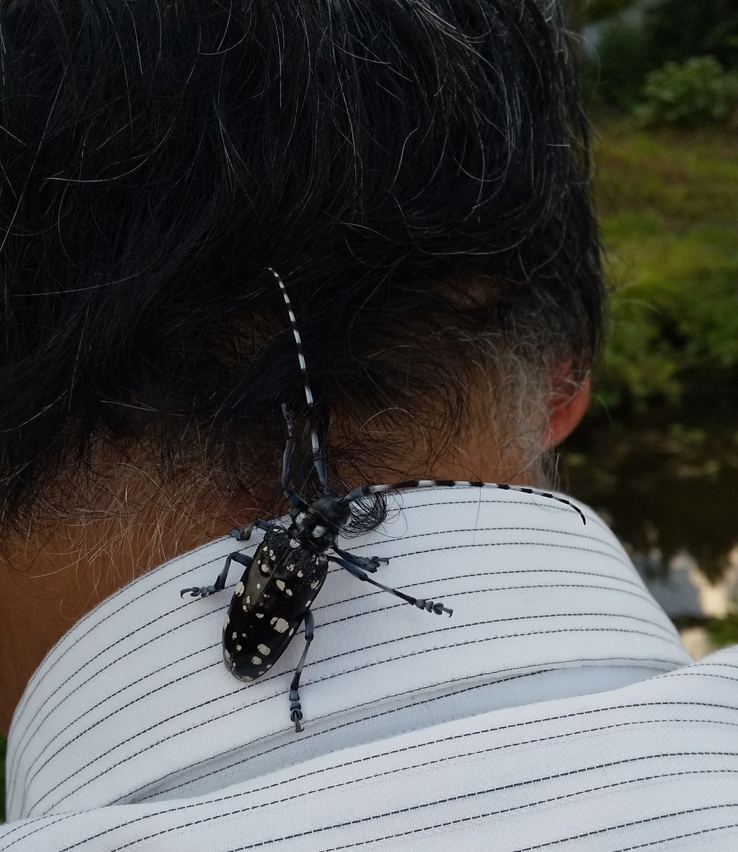 f:id:Naturalhistory:20200616171054j:plain