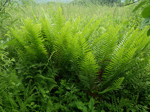 f:id:Naturalhistory:20200618144118j:plain