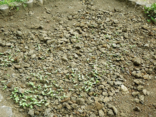 f:id:Naturalhistory:20200619085848j:plain