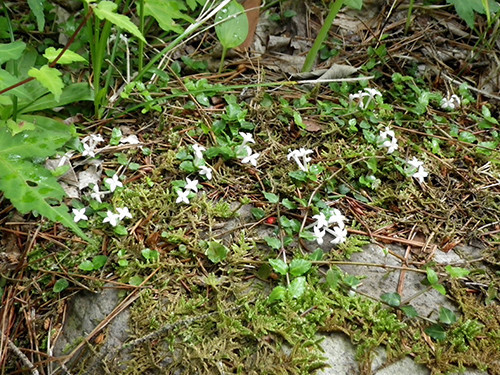f:id:Naturalhistory:20200622150557j:plain