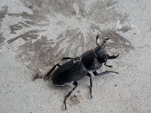 f:id:Naturalhistory:20200622165804j:plain