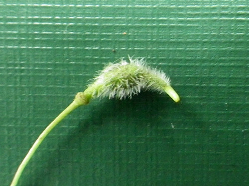 f:id:Naturalhistory:20200624084151j:plain