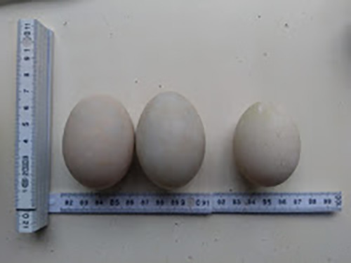 f:id:Naturalhistory:20200624161756j:plain