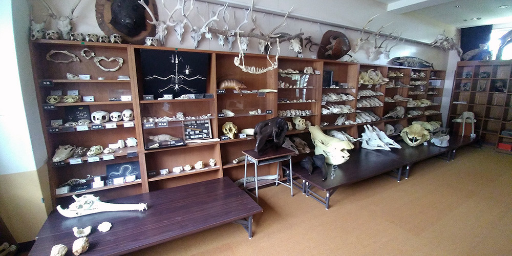 f:id:Naturalhistory:20200625162638j:plain
