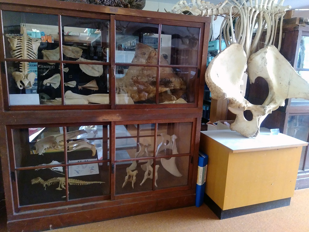 f:id:Naturalhistory:20200625162653j:plain