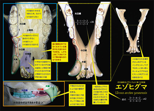 f:id:Naturalhistory:20200626162423j:plain