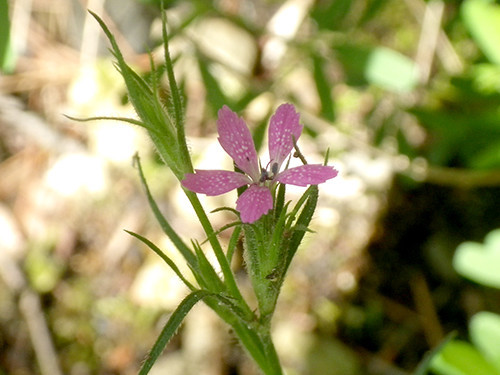 f:id:Naturalhistory:20200627094047j:plain