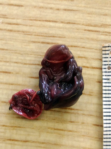 f:id:Naturalhistory:20200628152355j:plain