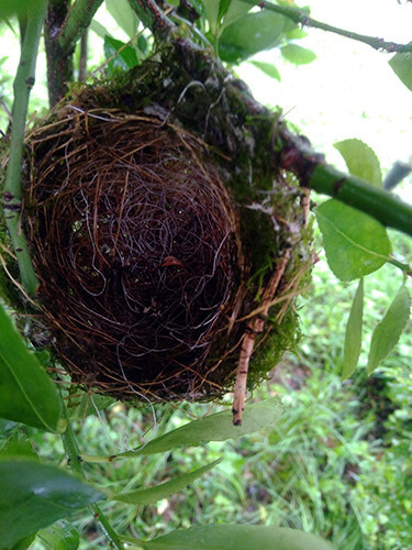 f:id:Naturalhistory:20200628152511j:plain