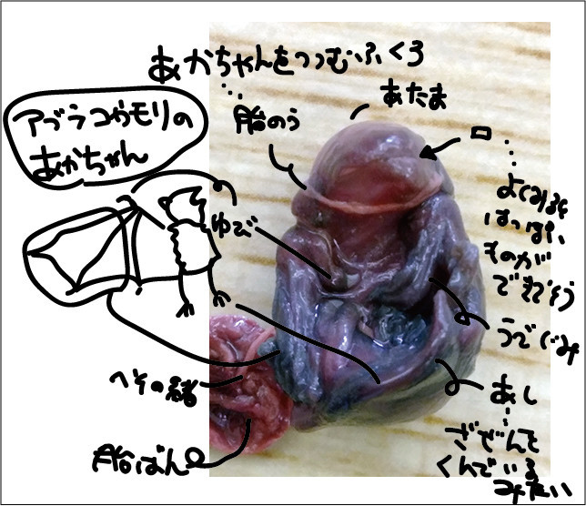 f:id:Naturalhistory:20200628162048j:plain