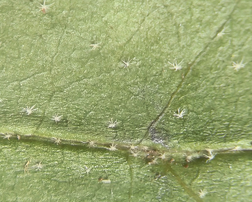 f:id:Naturalhistory:20200702144522j:plain