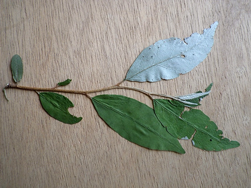 f:id:Naturalhistory:20200702145048j:plain