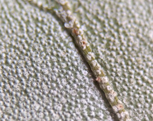 f:id:Naturalhistory:20200702153235j:plain