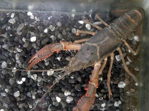 f:id:Naturalhistory:20200707162521j:plain
