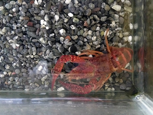 f:id:Naturalhistory:20200707162532j:plain