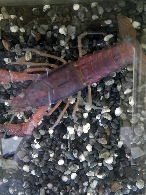 f:id:Naturalhistory:20200707162543j:plain