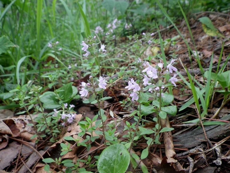 f:id:Naturalhistory:20200712163239j:plain