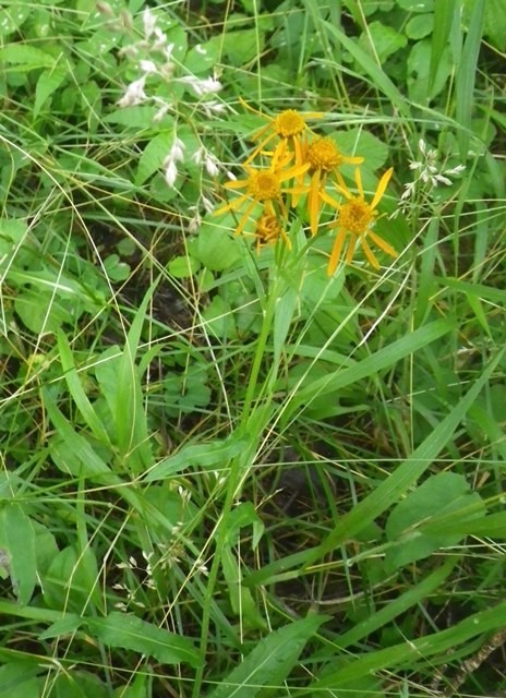 f:id:Naturalhistory:20200712172100j:plain