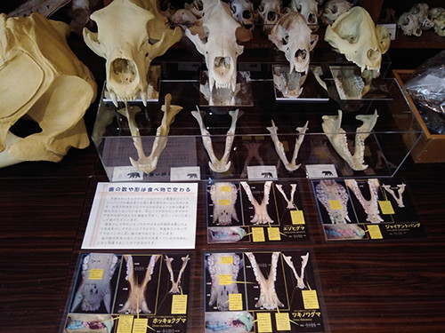 f:id:Naturalhistory:20200715164205j:plain