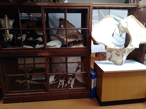 f:id:Naturalhistory:20200715164223j:plain