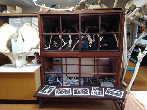 f:id:Naturalhistory:20200715164229j:plain