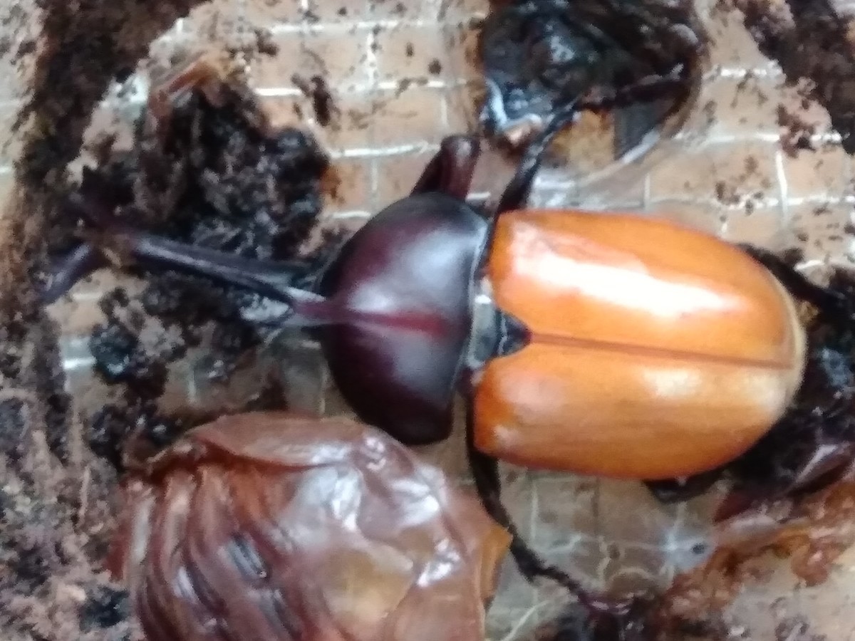f:id:Naturalhistory:20200726160026j:plain