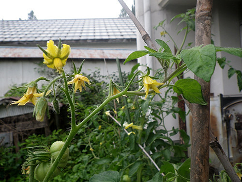 f:id:Naturalhistory:20200729134248j:plain