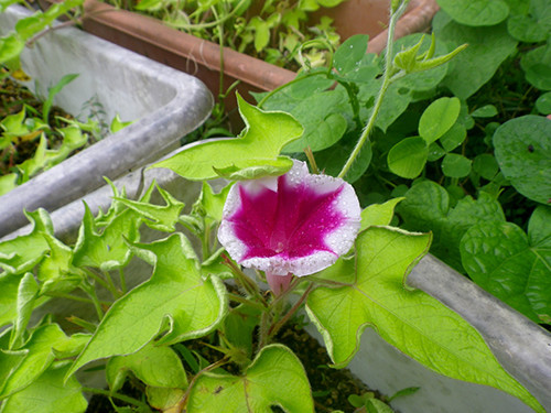 f:id:Naturalhistory:20200729134528j:plain