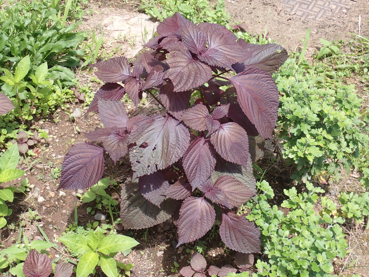 f:id:Naturalhistory:20200801123854j:plain f:id:Naturalhistory:20200801123854j:plain